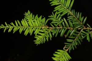 Tsuga_heterophylla,_leaf_-_showing_orientation_on_twig,I_SB40690